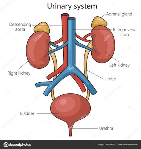 Urinary System Medical Images Illustrations Vector For Powerpoint Templates Diagrams