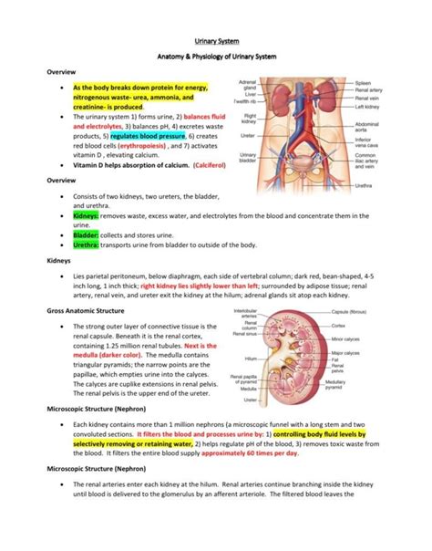 Urinary system study guide and review sheet. - Manuale di servizio trattore john deere 3120.