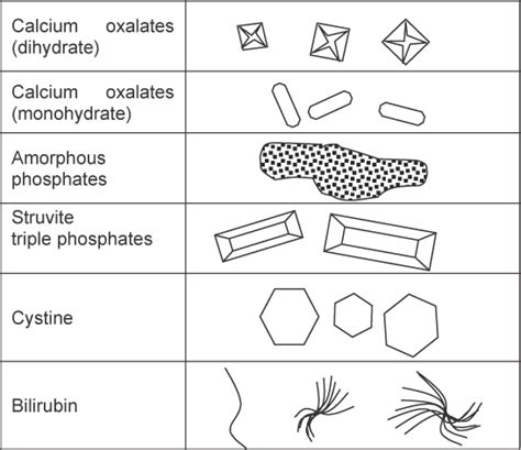 Urine Sediment Evaluation - VetFolio