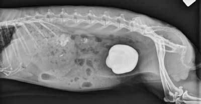 Urolithiasis in Ferrets, Rabbits and Rodents - LafeberVet