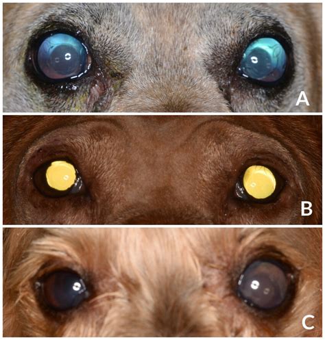 Urrets-Zavalia syndrome following cataract surgery in dogs: A …