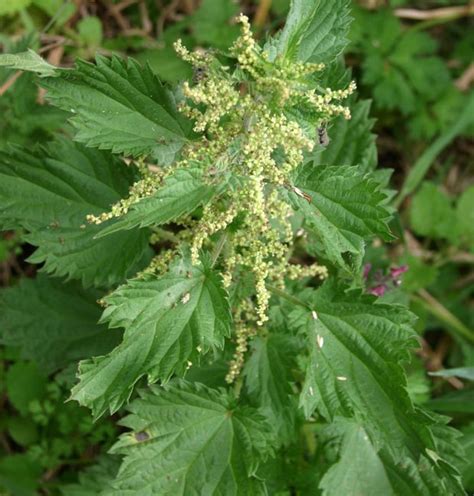 Urtica dioica (stinging nettle) CABI Compendium