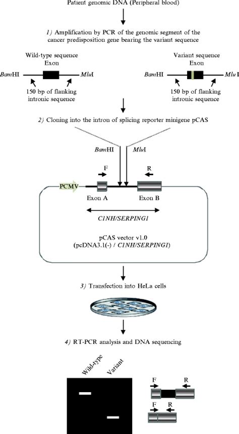 Use of Splicing Reporter Minigene Assay to Evaluate the