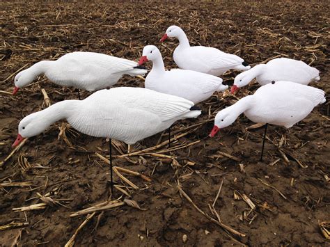 Used goose decoys for sale craigslist. Add to Cart $69/Dozen Free Shipping! used snow goose decoys for sale. These 3D headed windsock snow goose decoys by DecoyPro are so much better than buying used snow goose decoys for sale. Rather than risking your money on used snow goose decoys you can buy these snow goose decoys for the same price or less than what many will people will try ... 