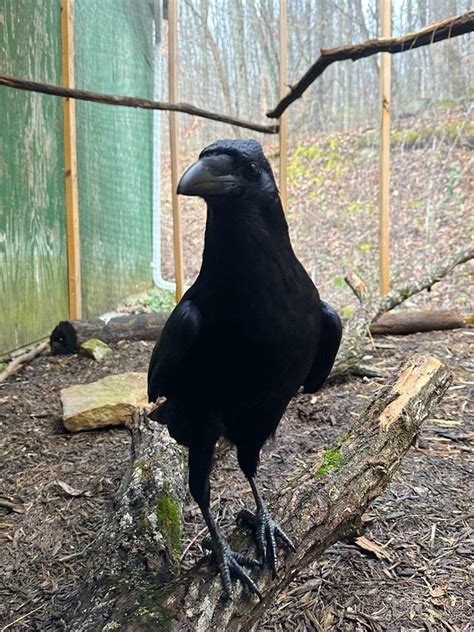 Userpage of Myrtle_Avian