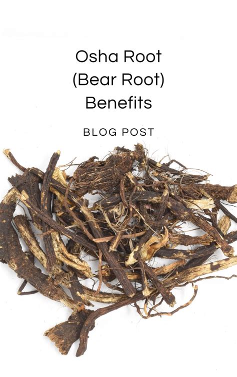 Uses for osha root. Things To Know About Uses for osha root. 