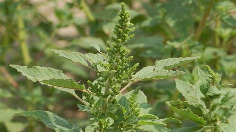 4 Steps for Controlling Pigweed. The pigweed family of weeds is a late-season stalker of soybeans. It often survives your best early-control efforts and ends up towering over soybean fields in August and September. This infamous weed family includes common waterhemp, Palmer amaranth, and redroot and smooth pigweed.. 
