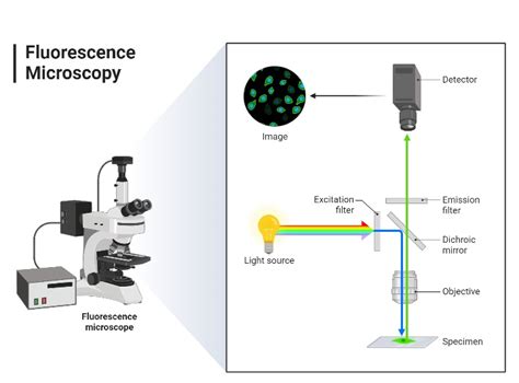 Uses of fluorescence microscope.  Biomolecules can be marked with antib...