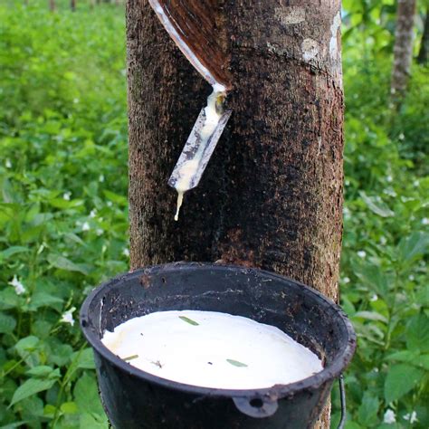 Many people don’t realize that commonly used materials, such as rubber, come from trees. Rubber is sourced from the rubber tree through tapping the tree for its sap, which is known as latex. The rubber tree, which is native to the rainforests of the Amazon, can be tapped for latex once it reaches approximately six years of age.. 