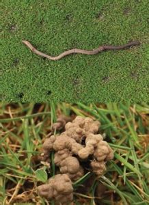 Using Organic Products to Reduce Earthworm Castings