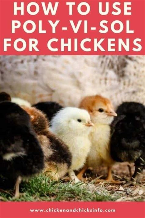 Using Poly-Vi-Sol for Chickens Multivitamin for Chicks - Chicken & Chi…