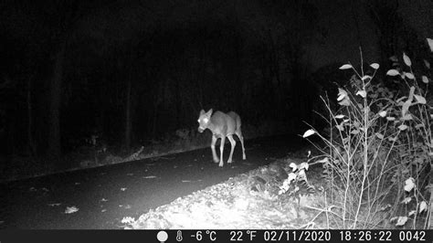 Using Trail Cameras Cornwall Conservation Trust