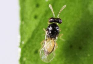 Using Wasps to Control Citrus Greening MitoGrow™