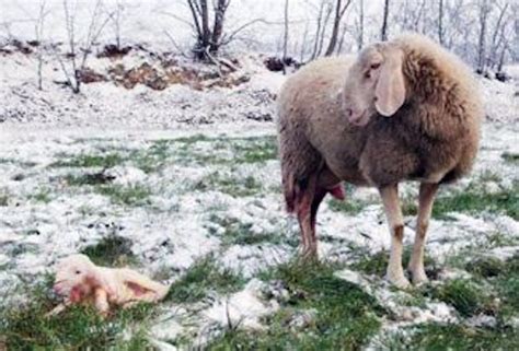 Using a Stanchion to Feed a Rejected Lamb - Countryside