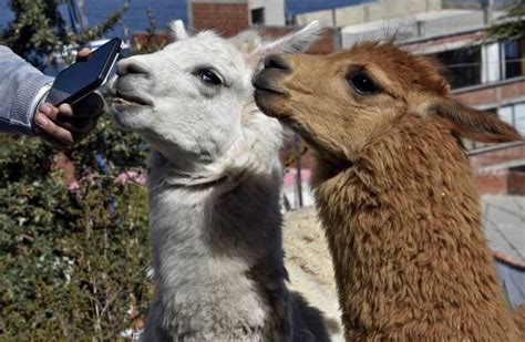 Using llamas to stabilize the soil
