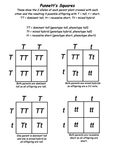 Using the punnett square to solve problems answers.  High school genetics res...