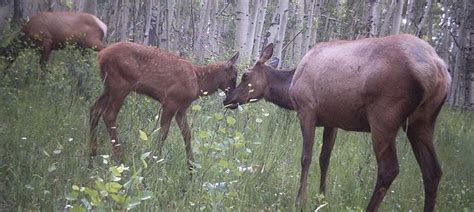 Utah Antlerless Draw Results