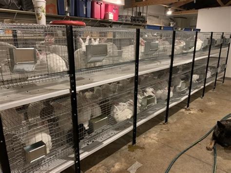 Utah Meat Rabbit Breeders And Sellers - Facebook