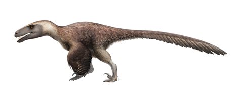 In reality, Velociraptors had feathers and were about the size of a turkey. Universal via YouTube. While they are portrayed as vicious, cunning reptile-like hunters in the movies, in reality, they .... 