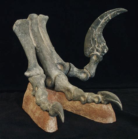 10 ธ.ค. 2561 ... It contains a single species, Utahraptor ostrommaysorum, which is the largest-known member of the family Dromaeosauridae. Fossil specimens date .... 