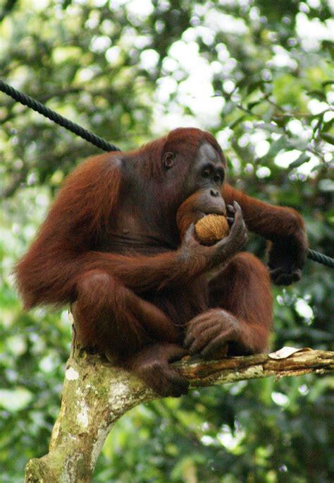 Utan. Orangutan facts. 1) red-haired apes Sumatra Borneo. 2) 1.2m 1.5m 100kg 2m. Love animals? You’d love our magazine! Ask your parents to check out Nat Geo Kids magazine! 3) orang hutan human of the forest. 4) 5) fruit leaves. 