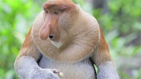 Uzun burunlu maymun. 