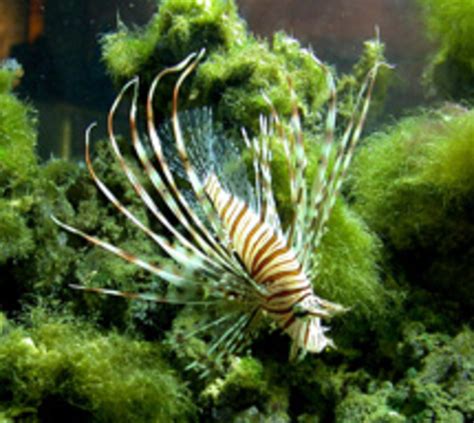 Världens giftigaste fisk