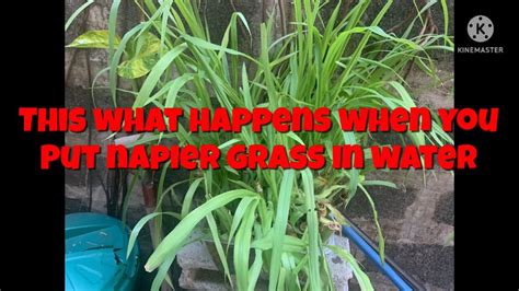 V80 This what happens when you place Napier Grass in ... - balustradellc