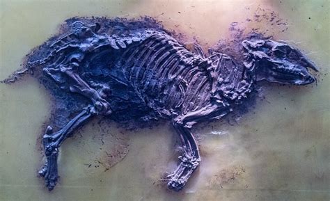 Validasi dan Verifikasi Fosil Purba - wintechmobiles.com