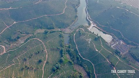Van Camping Amid Pu-erh Tea Plantations - balustradellc