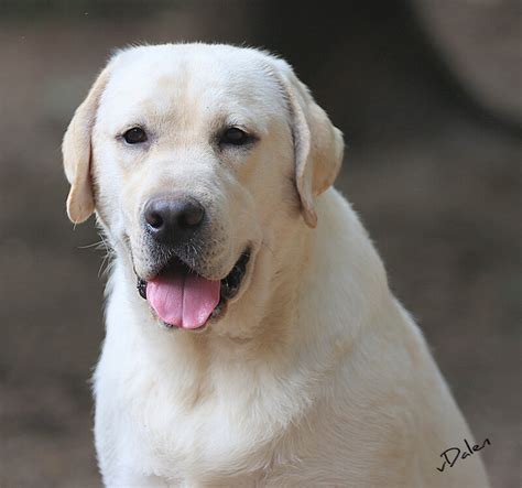 VAN DALEN IBIM LABRADORS - Home