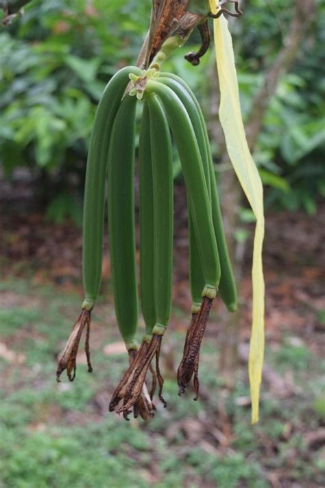 Vanilla Cultivation: A Practical Guide for the Tropical Homestead - balustradellc