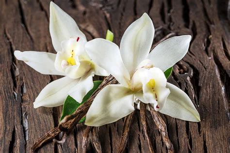 Vanilla Orchid Growing Guides – VanillaPura - balustradellc