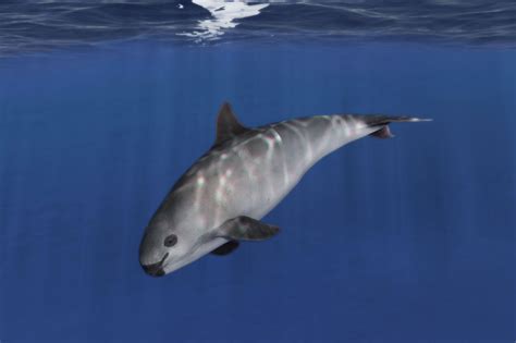 vaquita #hewan #hewanlangka #animal #animals # ... - muktibox.com
