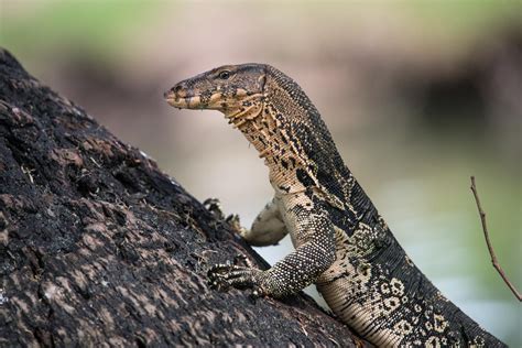 Varanus salvator (Common Water Monitor) - balustradellc