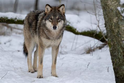 Vargen & Thor Glima Pot 3-Pack Stainless Steel Cookware Set - balustradellc