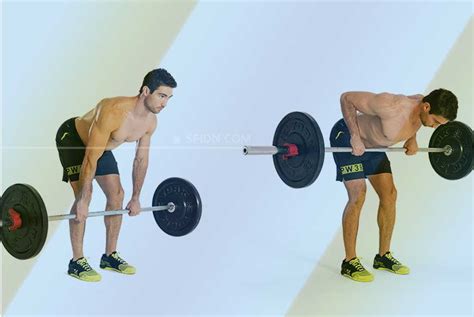 Variasi Bent-Over Row untuk Latih Otot Punggung - SFIDN Article - balustradellc