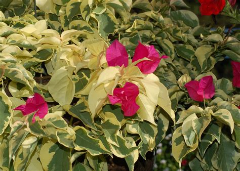 VARIEGATED - Bougainvilleas