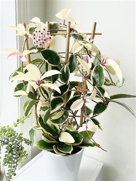 Variegated Hoya Carnosa Krimson Princess - Live Air-Purifying Indoor ... - raincitystudios.com
