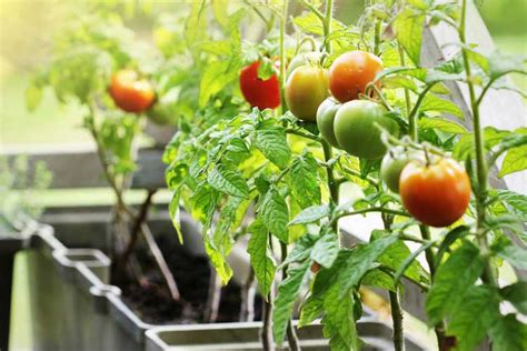 Varietas Tanaman Tomat: Panduan Lengkap - balustradellc