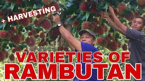 VARIETIES OF RAMBUTAN (REGULAR, HERON & MAHARLIKA) - raincitystudios.com