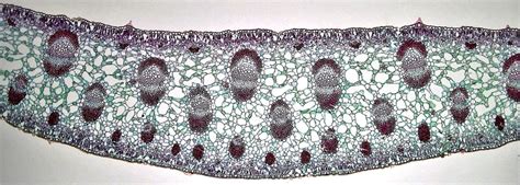 Vascular, Vascular Bundle, Vein - muktibox.com