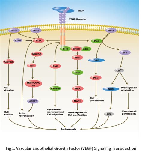 Vascular Endothelia Growth Factor And Its Receptor Vegfr2 Regulate ... - muktibox.com