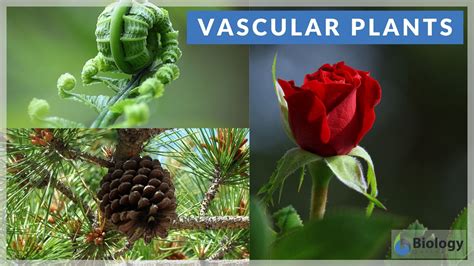 Vascular Plants: Definition & Examples | StudySmarter - muktibox.com