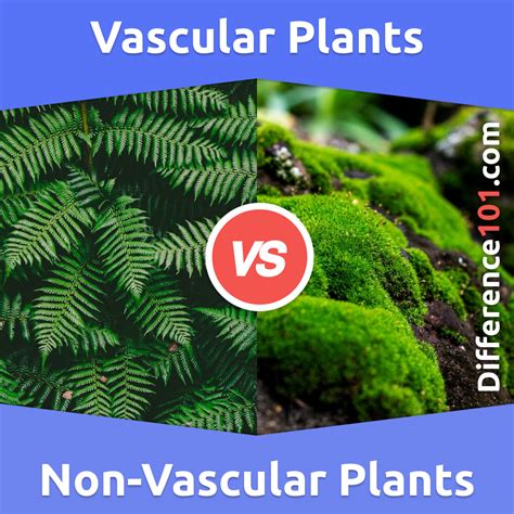 Vascular Plants - BYJU'S - muktibox.com