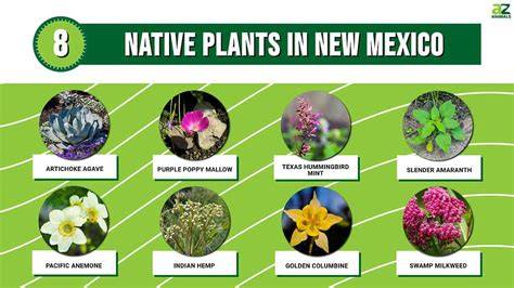 Vascular Plants of New Mexico - NHBS - raincitystudios.com