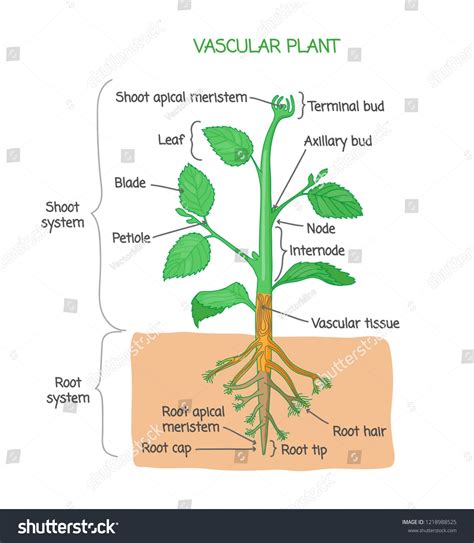 Vascular System Plant royalty-free images - Shutterstock - muktibox.com