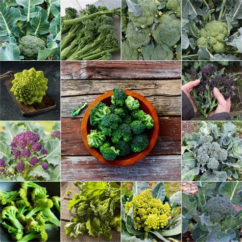 Vegetable, Flower, Sprout Seeds Australia Wide | Happy Valley Seeds - raincitystudios.com