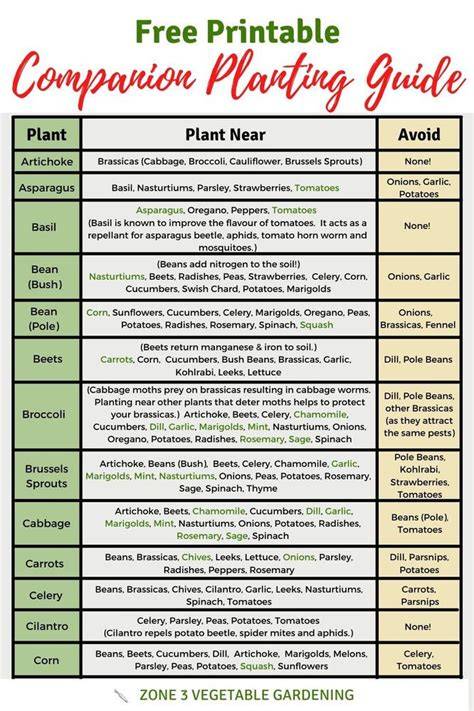 Vegetable Companion Planting Chart (Free Printable) - raincitystudios.com