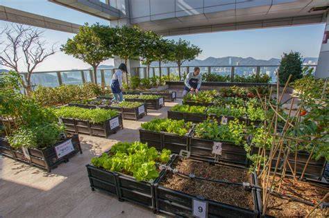 Vegetable Garden on the Roof - raincitystudios.com